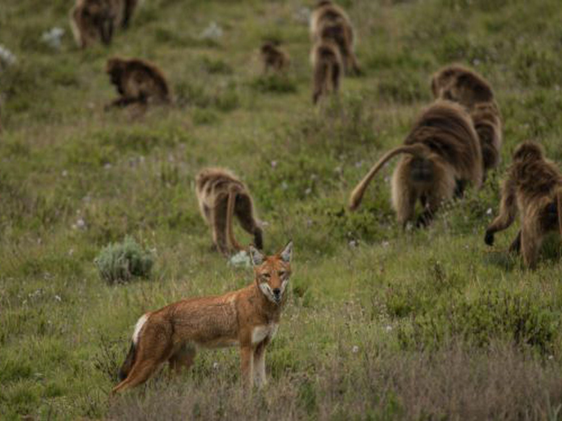 Los lobos que cazan con ayuda de monos para salvar la especie | Ciencia |  EL PAÍS