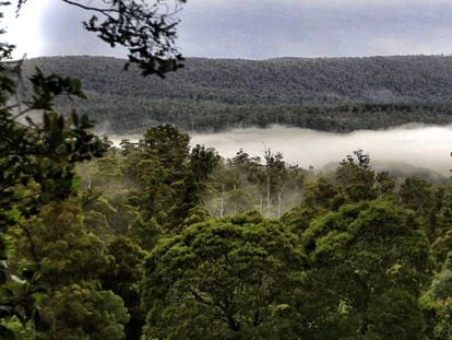 El parc nacional de Mt. Field, a Tasmània.