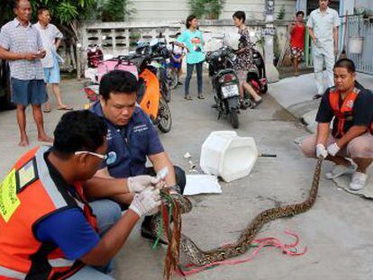 La víctima, que vive a unos 90 kilómetros de Bangkok, se recupera en el hospital de las heridas