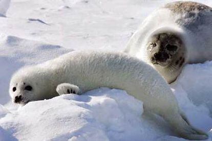 Un cachorrro de foca y su madre en Canadá