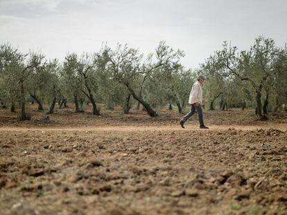 Un olivar en Sevilla agostado por la sequ&iacute;a en octubre.