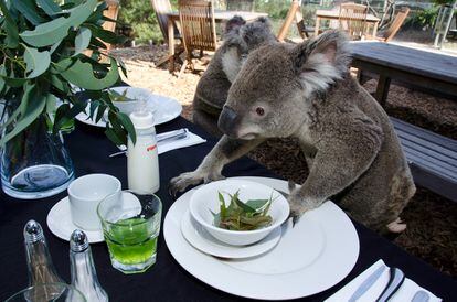 Breakfast With The Koalas