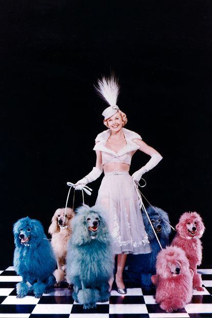 La actriz y cantante estadounidense Doris Day posa con una serie de caniches multicolores, en 1952.