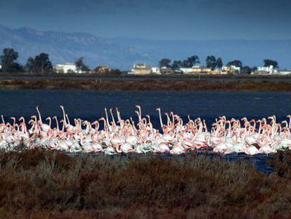 Flamencos en el Delta del Ebro.