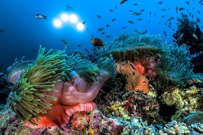 La vida submarina en un arrecife coralino de Maldivas.