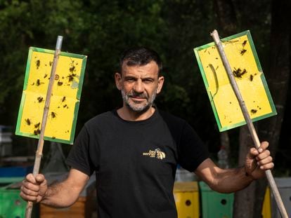 El apicultor Samuel Ramal hace guardias frente a sus colmenas para protegerlas de la avispa asiática. En pocos minutos consigue matar a una veintena con su cazamariposas casero.