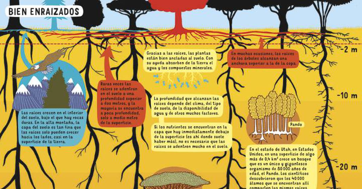 Un árbol del desierto tiene las raíces más profundas: 68 metros | Ciencia |  EL PAÍS