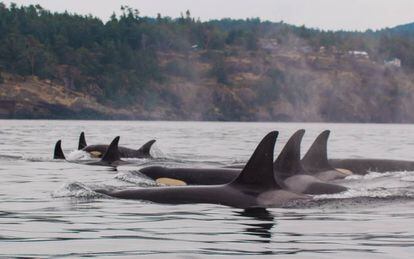 Familia de orcas sedentarias de la costa oeste de EE UU incluidas en el estudio.