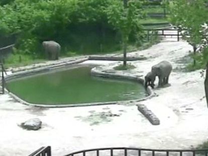 El inusual vídeo fue captado por las cámaras de seguridad en un zoológico de Corea del Sur