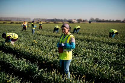 Una migrante rumana trabaja en la cosecha de tulipanes cerca de Holbeach (Reino Unido) en 2019, antes del Brexit.
