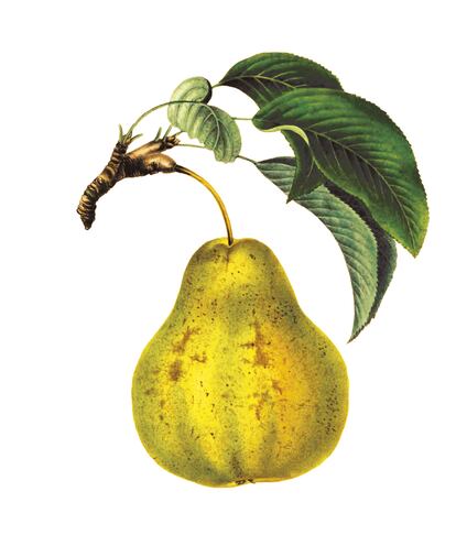 Ilustración de 1853 de una pera Bon-Chrétien incluida en el libro 'El arte de la domesticación de los frutales', de Bernd Brunner.