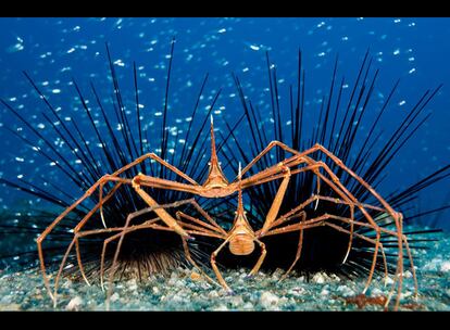 La instántanea subacuática de este fotógrafo español, tomada en el Puerto de Mogán, en Gran Canaria, obtuvo en el certamen una Mención Especial. De ella dijo el autor: "Pensé que la maraña de picos y patas largas hacían una maravillosa imagen gráfica junto con el fondo azul cobalto y el banco de peces plateados, como un cielo con estrellas. Los apéndices del animal dan oxígeno a los huevos, para que no mueran".