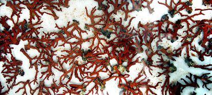 Exemplars de coral vermell decomissats als furtius a la Costa Brava el 2011.