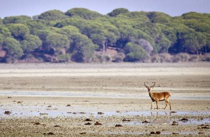 Un ciervo pasea por el Parque Nacional de Doñana (Huelva)