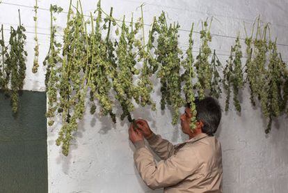 Secadero de marihuana de la asociación Maritxu-Donosti, en San Sebastián.