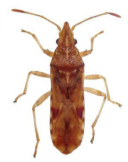 El insecto 'Belonochilus numenius'.