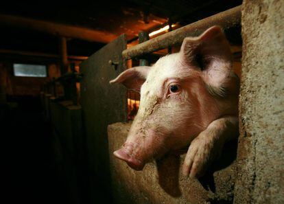 Un cerdo asoma la cabeza entre los barrotes de su cubículo en una granja.