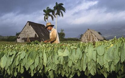 Un plantación de tabaco en Viñales, en la provincia de Pinar del Río (Cuba).