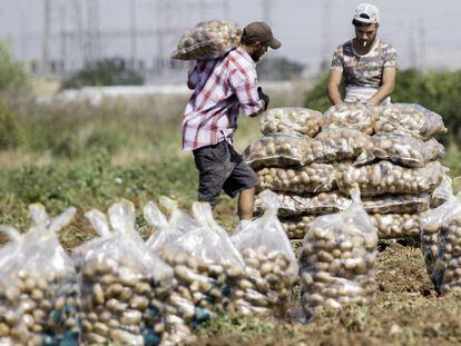 Varios trabajadores recolectan patatas en una finca de Brenes (Sevilla) .