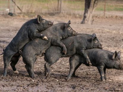 D'això en podríem dir un trenet de porcs negres.