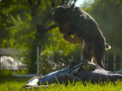 Un can cuyo vídeo se hizo viral conoce la técnica pero no tiene fuerza para practicarla