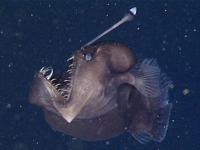Un diablo negro, captado en vídeo en 2014 por científicos del Instituto de Investigación del Acuario de la Bahía de Monterrey.