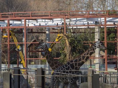 El Zoo detecta estrés entre los animales por culpa de las obras