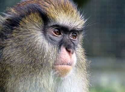 Mono de Campbell <b><i>(Cercopithecus Campbelli),</b></i> de Costa de Marfil.