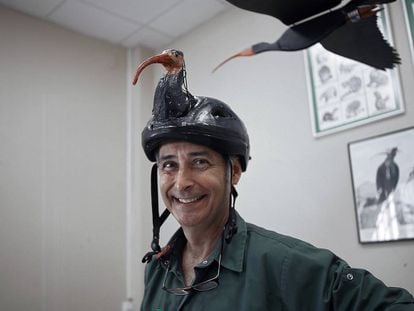 Miguel Ángel Quevedo, veterinario en el Zoobotánico de Jerez, con un casco de ibis eremita que se usa en la crianza a mano de pollos