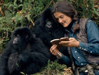 Fossey tomaba notas muy meticulosas sobre la salud, relaciones y actividades de cada gorila. En vídeo, tráiler del documental 'Jane' de National Geographic.