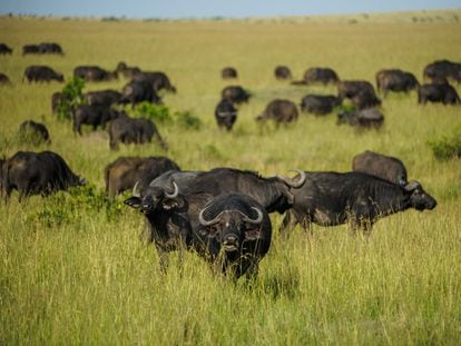 Búfalos salvajes en el hábitat natural Maasai Mara de Kenia, el 2 de marzo de 2023.