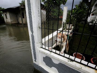 Un perro en una casa afectada por el huracán Eta en Honduras.