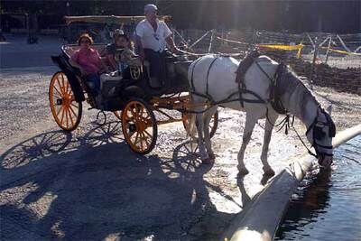 Un coche de caballos hace ayer un alto en el sevillano parque de María Luisa.