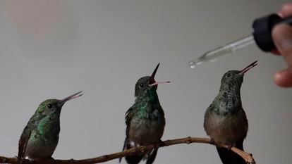 Una mujer alimenta colibríes que rescató, en Ciudad de México, en agosto de 2023.