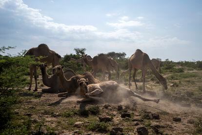 Un grupo de dromedarios se revuelca en el suelo, a pocos metros del yacimiento etíope de AwBoba, pastoreados por los nómadas que habitan el lugar.