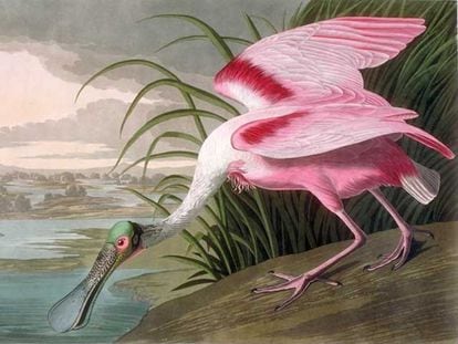 Roseate spoonbill, one of the birds painted by Audubon in his 'Birds of America'.