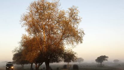Amanecer en el parque nacional de Doñana (Huelva).