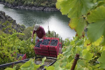 Recogida de la uva en uno de los viñedos en pendiente de la Ribeira Sacra, en Lugo.