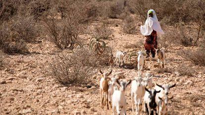 Hodo, de ocho años, cuida de las cabras de su familia que aún sobreviven en Somalilandia.
