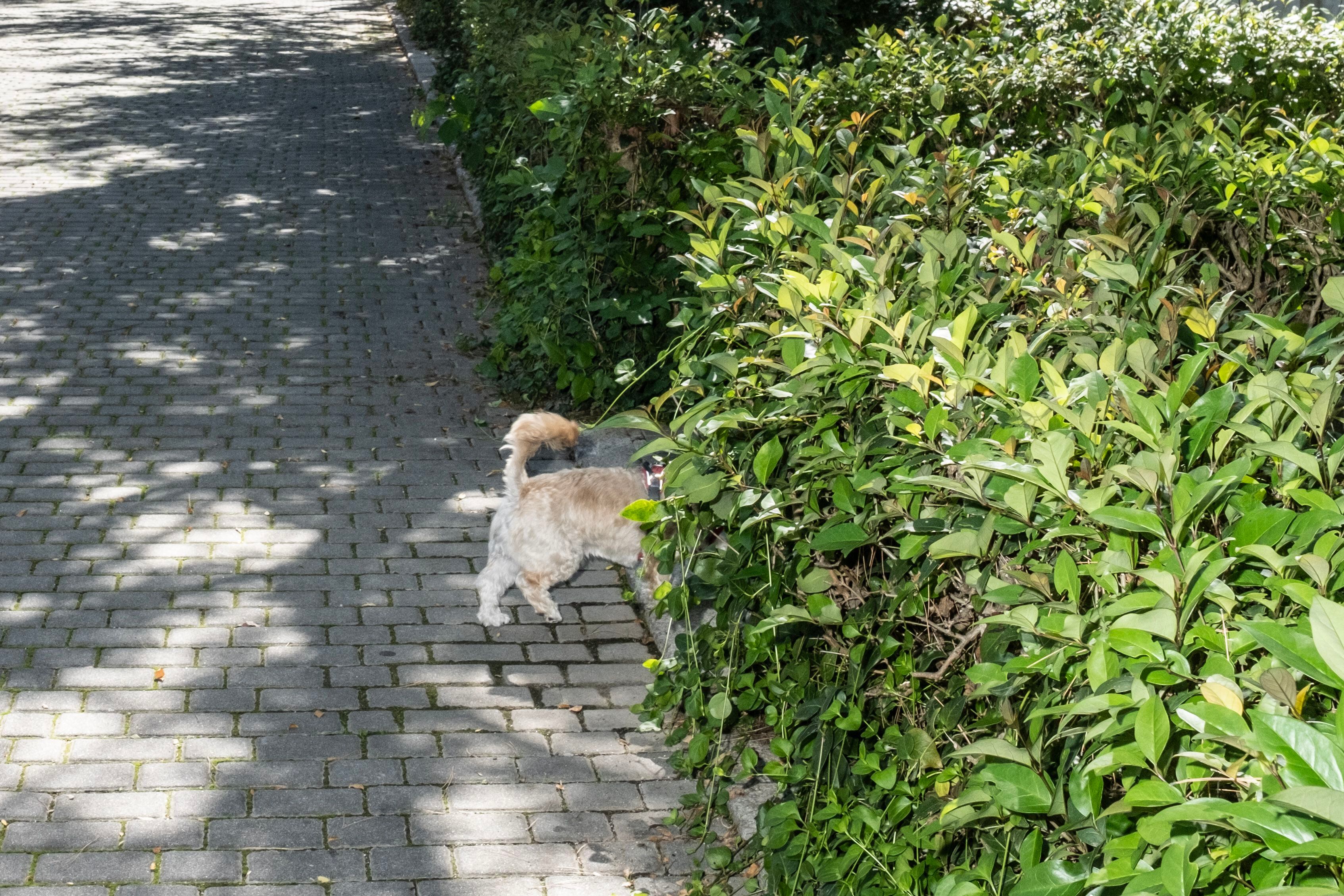 Un perro pasea por la colonia Mingorrubio.