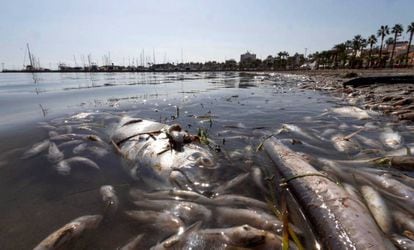 Peces muertos en una playa del mar Menor, en la zona de Villananitos y La Puntica, San Pedro del Pinatar (Murcia), el 13 de octubre.