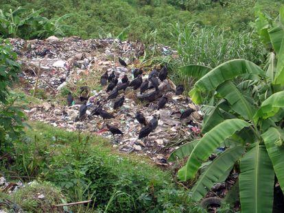 En el basurero de Cobán los niños crecen entre escombros, con buitres como compañeros y perros habrientos como mascotas.
