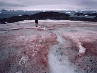 Efecto del alga que convierte la nieve en rosa, en el glaciar McLeod, en la Ant&aacute;rtida. 