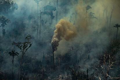A smoking tree during a forest fire, in Porto Velho, Rondonia State (Brazil).