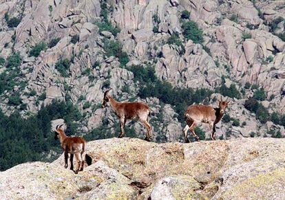 Cabras montés en el Parque de Guadarrama.