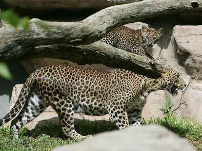 La cría de leopardo de Sri Lanka, nacida en el Zoológico de Fuengirola, junto a su madre.