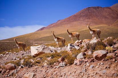 Manadas de vicuñas se encuentran en las cercanías del  campamento base del centro astronómico ALMA.