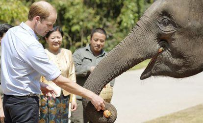 El pr&iacute;ncipe Guillermo alimenta a un elefante en China.