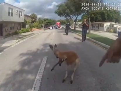 La Policía captura a un canguro en las calles de Florida