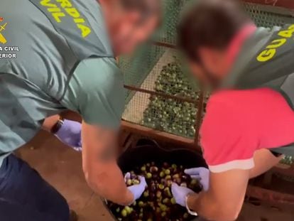Incautadas 74 toneladas de aceitunas robadas en plena cosecha y con el precio disparado